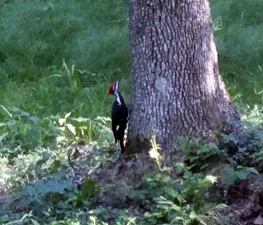 Woodpecker
